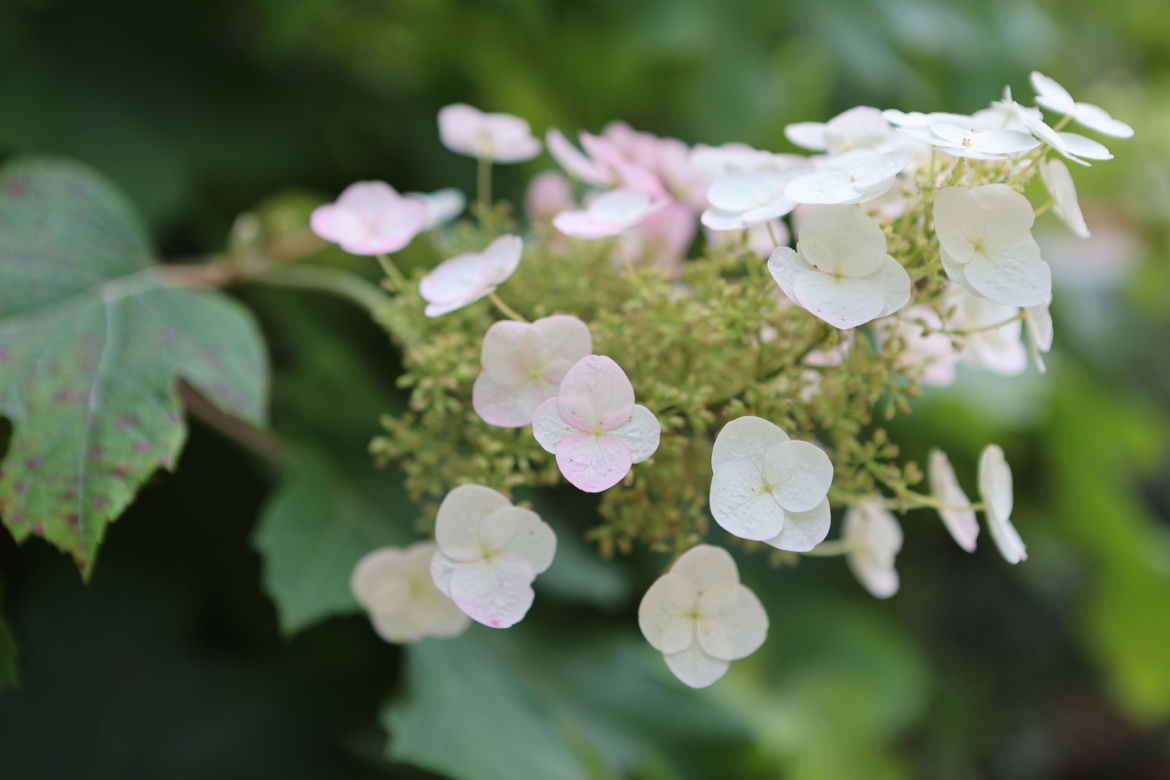 Kwitnący Ogród Botaniczny UMCS w Lublinie