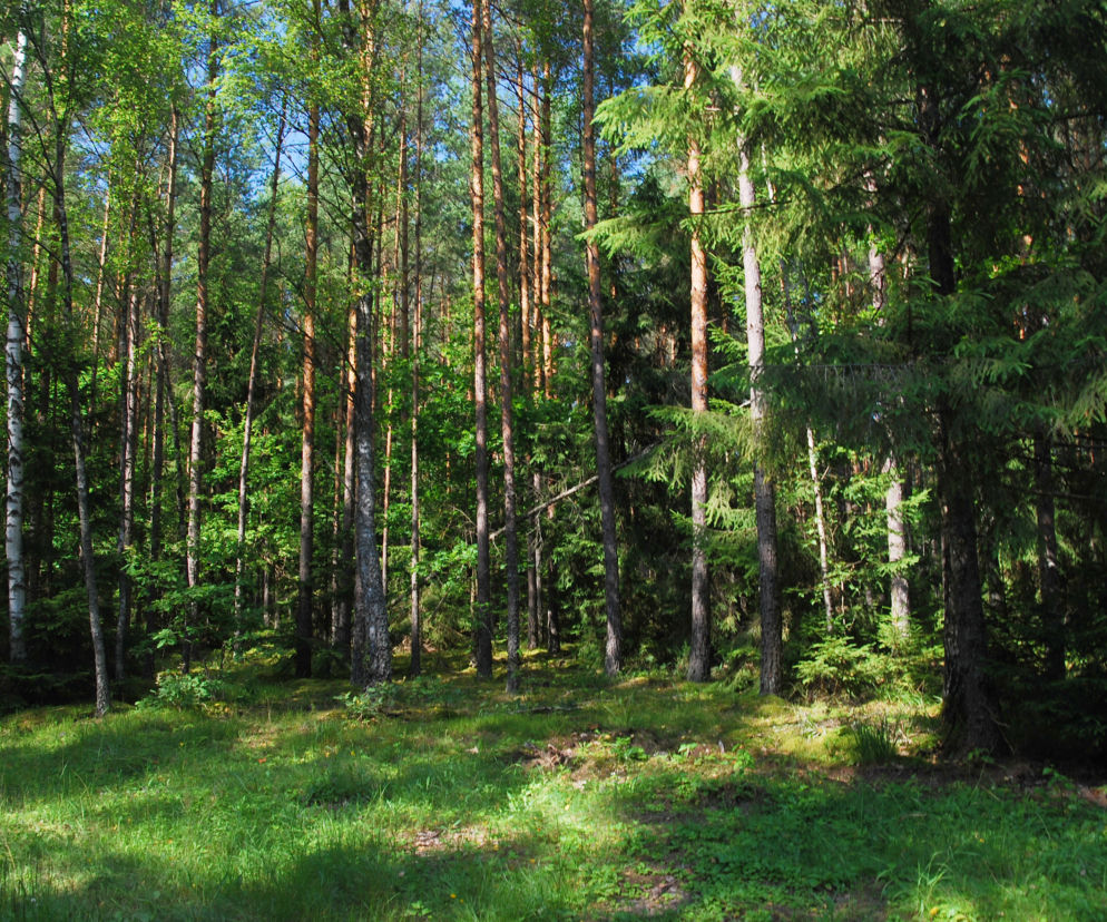 Augustów i Puszcza Augustowska