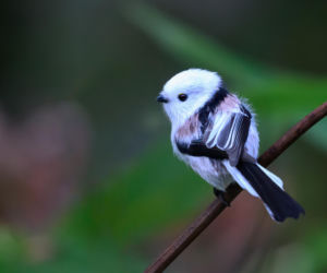 Wybrano Ptaka Roku 2025. Wygląda, jak „sikorka po praniu”