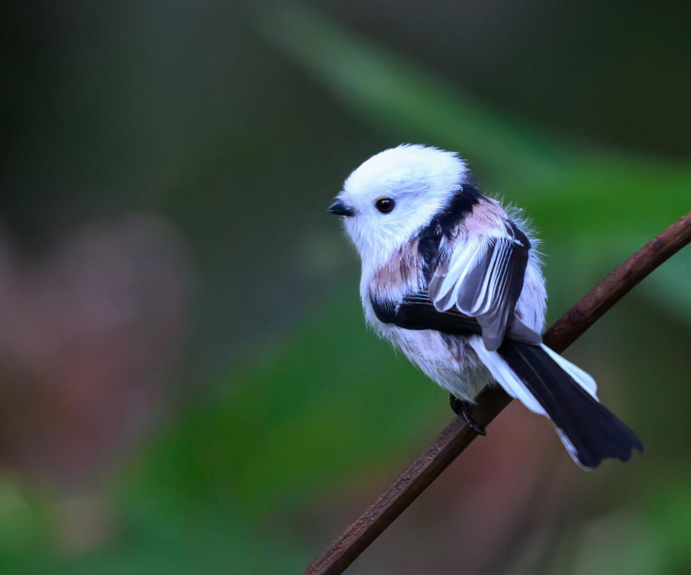 Wybrano Ptaka Roku 2025. Wygląda, jak „sikorka po praniu”