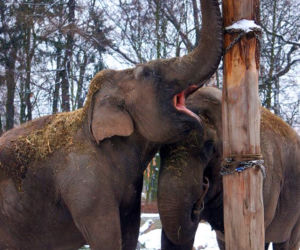 Zwierzęta we wrocławskim zoo zimą