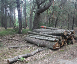 Tragedia podczas wycinki drzew. Olbrzymi konar zmiażdżył Pawła w lesie