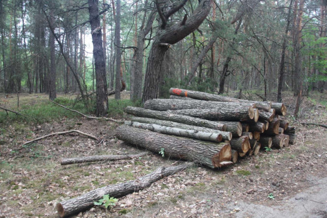 Tragedia podczas wycinki drzew. Olbrzymi konar zmiażdżył Pawła w lesie