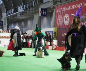 Międzynarodowa Wystawa Psów Rasowych Duo Cacib Kielce 2025