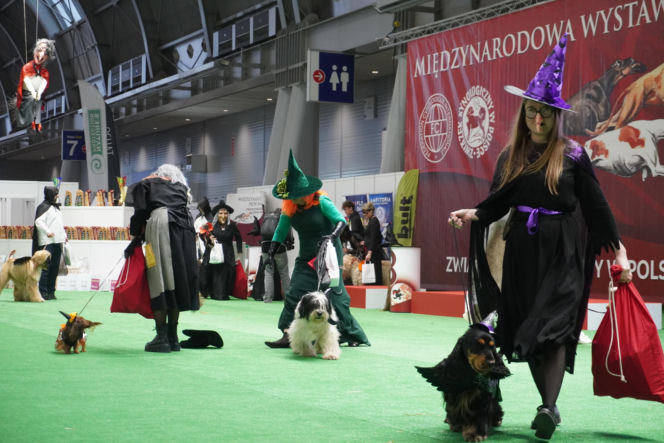 Międzynarodowa Wystawa Psów Rasowych Duo Cacib Kielce 2025