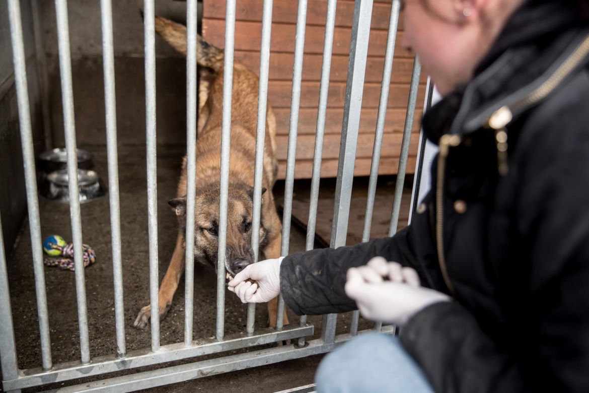 Mieszkańcy Krakowa chętnie adoptują psy w czasie koronawirusa