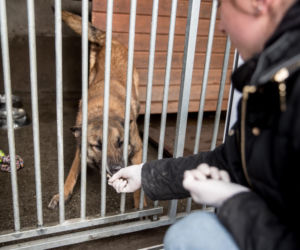 Mieszkańcy Krakowa chętnie adoptują psy w czasie koronawirusa