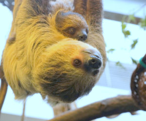 Wrocławskie zoo szuka imienia dla młodego leniwca