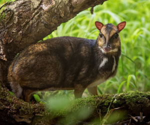 We wrocławskim zoo urodził się kanczyl filipiński
