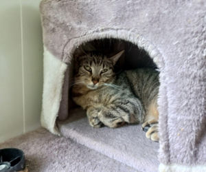 Przybyło psów w schronisku w Henrykowie koło Leszna. Ilość zatrważająca