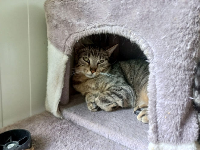 Przybyło psów w schronisku w Henrykowie koło Leszna. "Ilość zatrważająca"