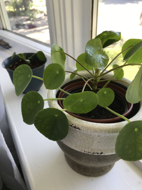 Pieniążek (Pilea peperomioides)