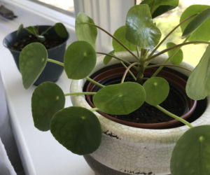 Pieniążek (Pilea peperomioides)