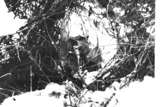 Żołnierze jednorazowego użytku