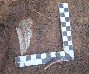 Sensacyjne odkrycie w starachowickim lesie! Pod ziemią przeleżało ponad 80 lat