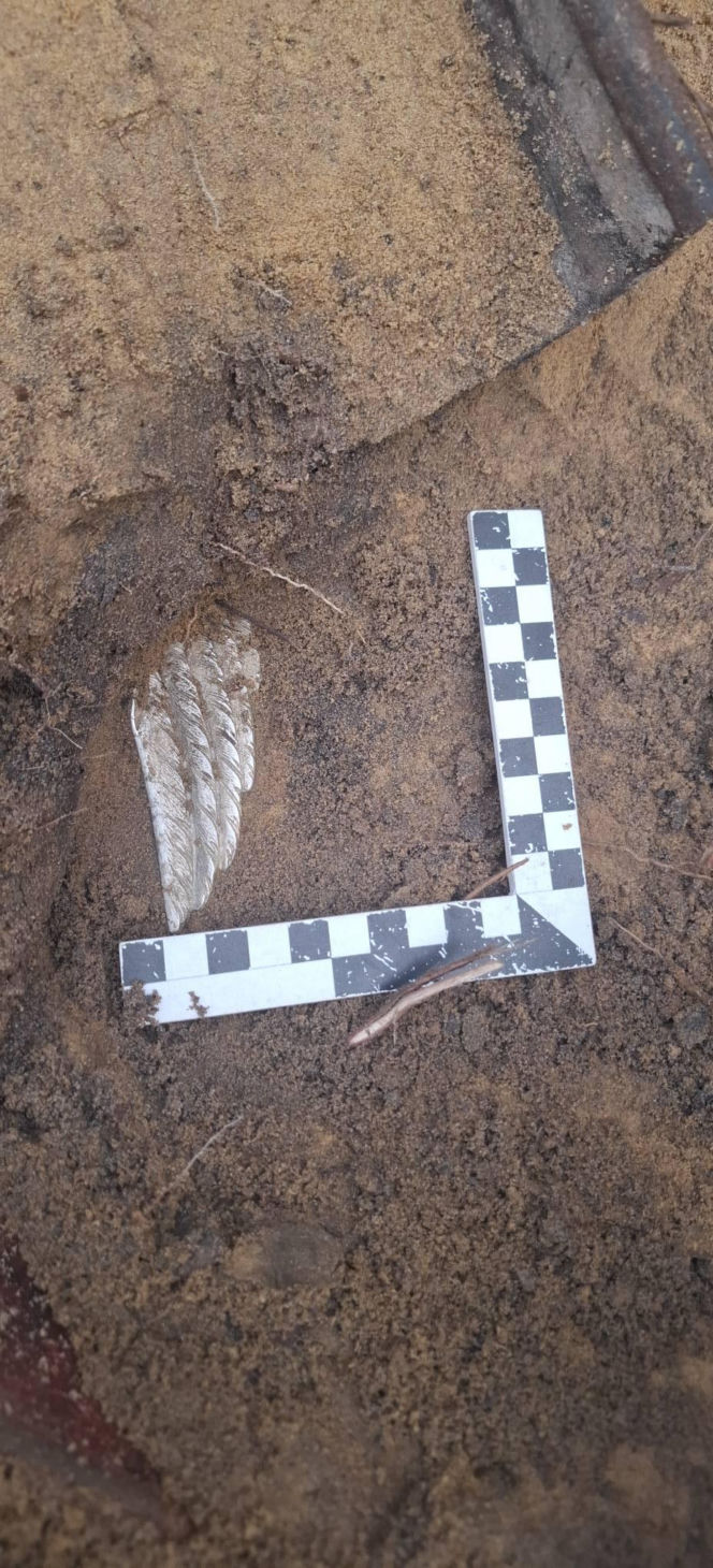 Sensacyjne odkrycie w starachowickim lesie! Pod ziemią przeleżało ponad 80 lat