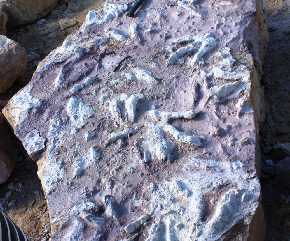 Państwowy Instytut Geologiczny - Państwowy Instytut Badawczy