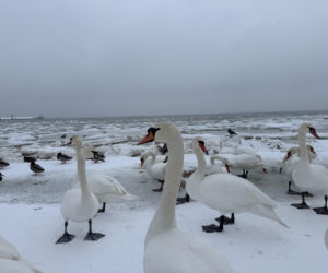 Bałtyk zimową porą, uchwycony w kadrach