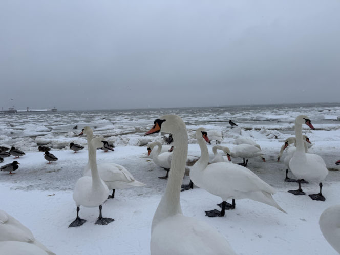 Bałtyk zimową porą, uchwycony w kadrach