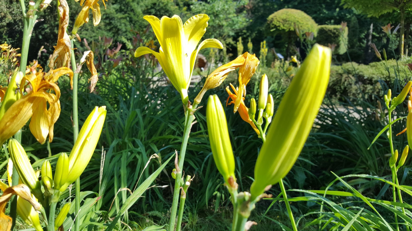 Są kolorowe, pachnące i... smaczne! Ogród Botaniczny zaprasza na jadalne kwiaty