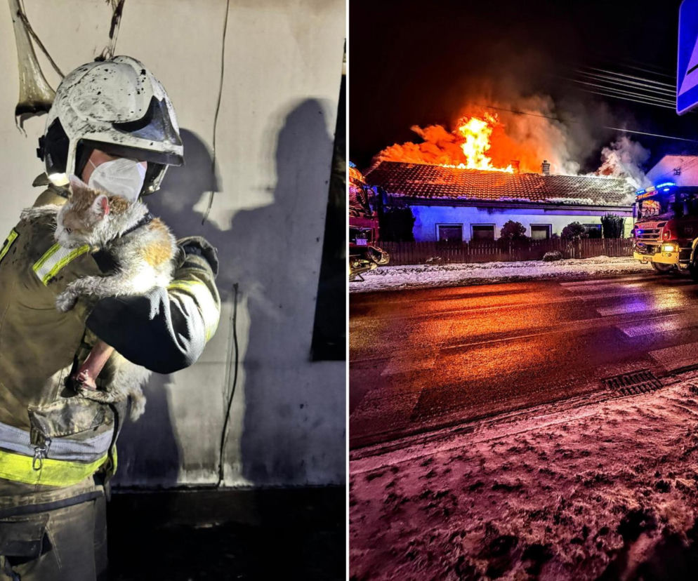 Druh Tymek wyniósł kota z płonącego domu. „Być może nie udałoby się go uratować”