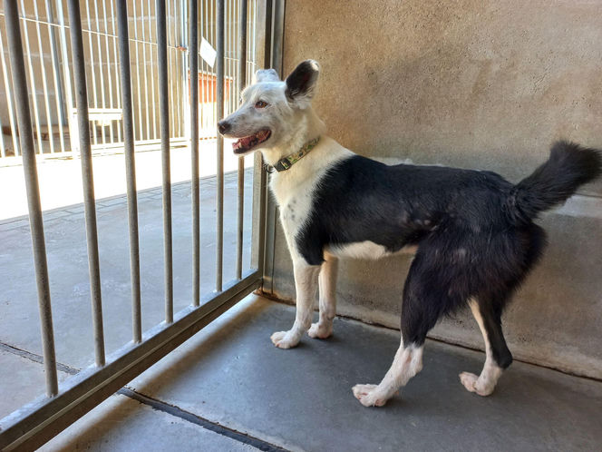 ​Śmieciarki ze zdjęciami psów wyjechały na ulice Leszna. Ruszyła akcja „Czysta Miłość”