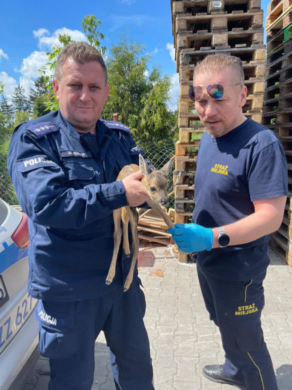 Sarenka uratowana przez policjanta