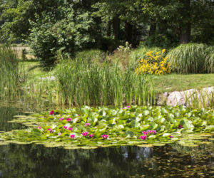 Jakie rośliny wybrać do oczka wodnego? Sprawdź!