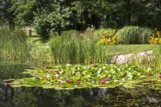 Twoje oczko wodne wygląda smutno? Rośliny zmienią je w rajski zakątek!