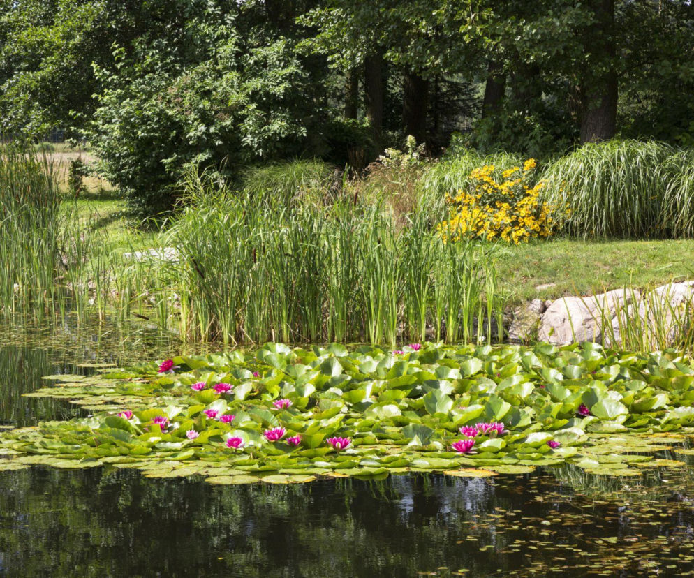 Jakie rośliny wybrać do oczka wodnego? Sprawdź!