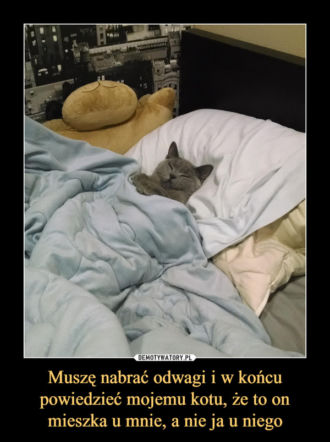 Dzień kota 17.02 - memy i animacje