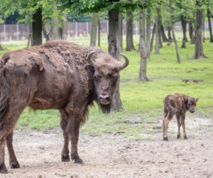 Wymyśl imię dla żubrzyka