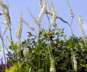 Pluskwica groniasta