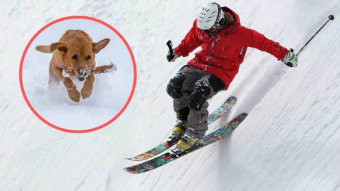 Pies wbiegł pod narty nastolatka, chłopak uderzył w drzewo