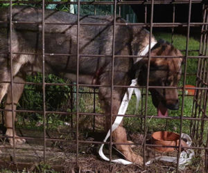 Pies WISIAŁ na płocie! Skomplikowana akcja ratownicza w Węgorzewie