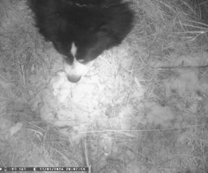 Niesamowita historia berneńczyka z Bydgoszczy! Bella wreszcie wróciła do domu