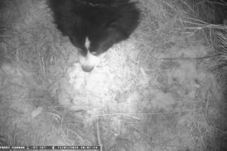 Niesamowita historia berneńczyka z Bydgoszczy! Bella wreszcie wróciła do domu