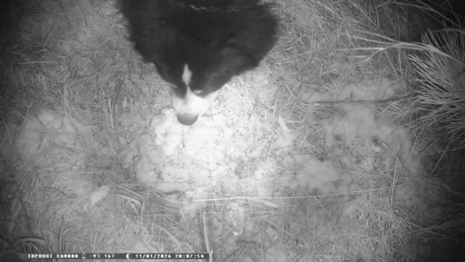 Niesamowita historia berneńczyka z Bydgoszczy! Bella wreszcie wróciła do domu