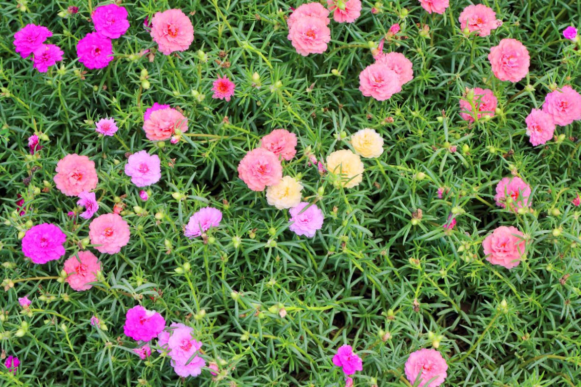 Portulaka wielkokwiatowa