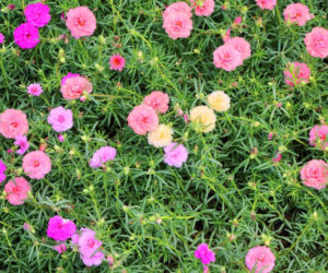 Portulaka wielkokwiatowa