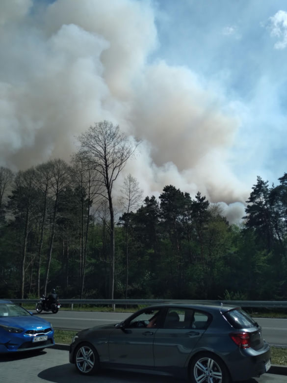 Pożar w Puszczy Białowieskiej