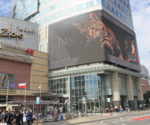 Kot na ekranie reklamowym LED Warsaw STAGE na wieżowcu Skylight