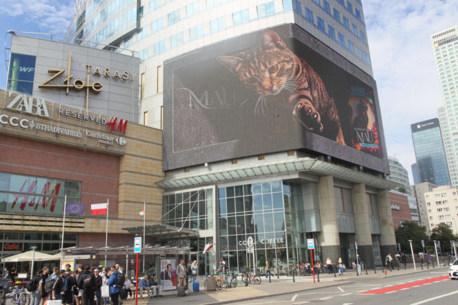 Kot na ekranie reklamowym LED Warsaw STAGE na wieżowcu Skylight