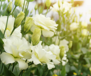 Eustoma wielkokwiatowa