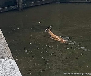 Mały koziołek wpadł do Odry przez porywisty wiatr! Na pomoc ruszyli wodni policjanci [ZDJĘCIA]