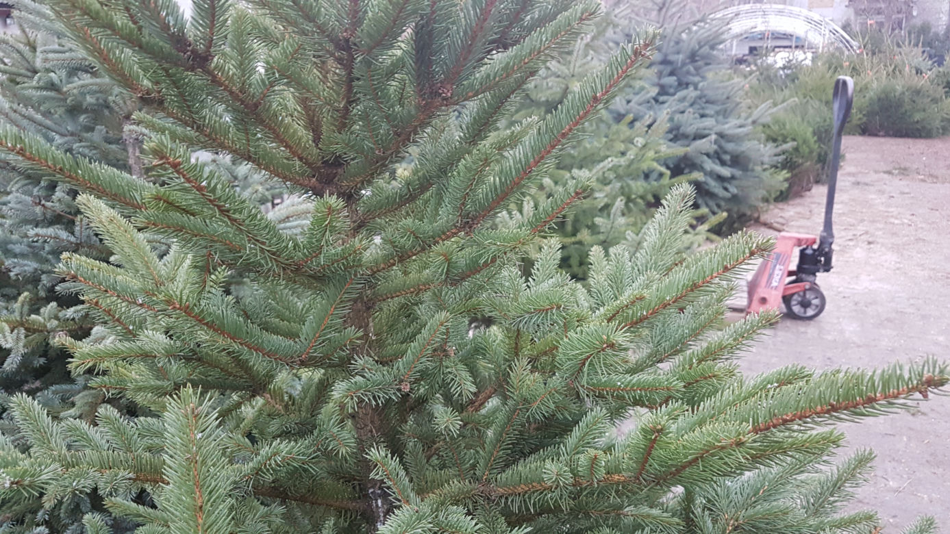 Gdzie kupić choinkę w Toruniu?