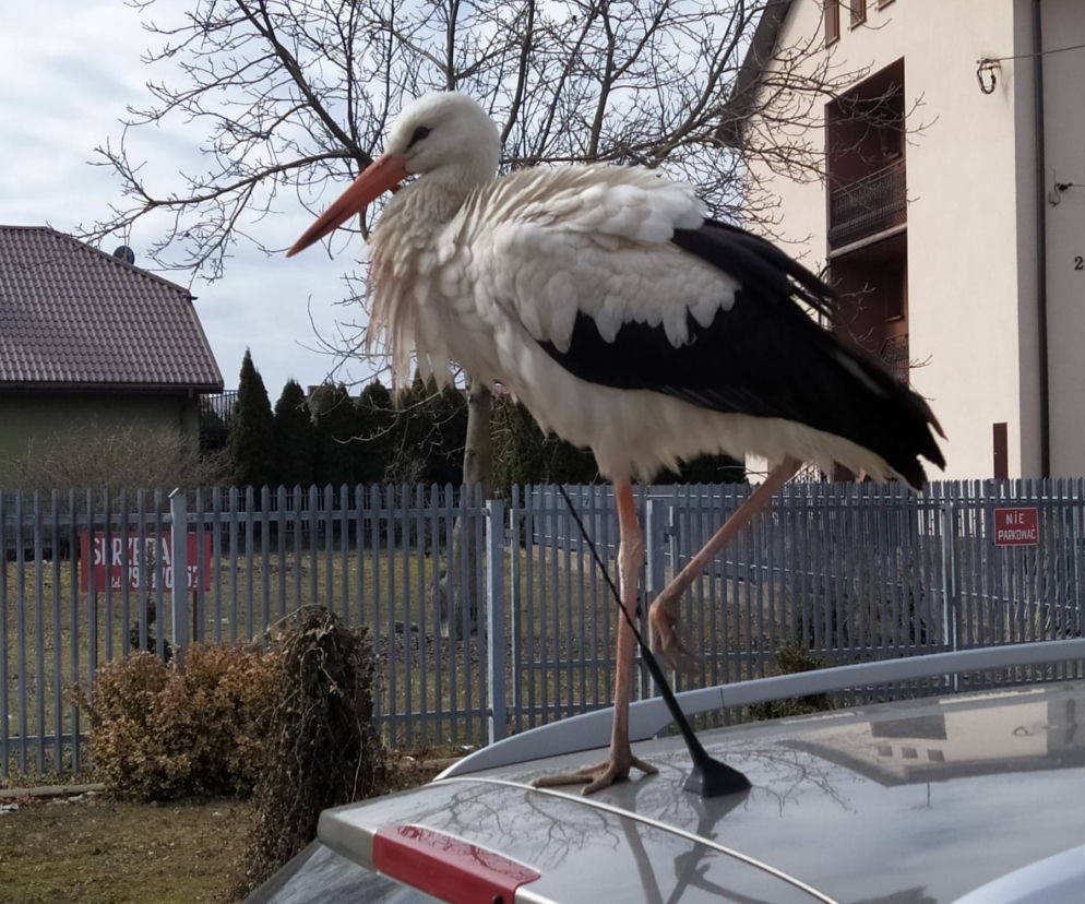 Bociana zaobserwowano już w kilku różnych punktach Siedlec