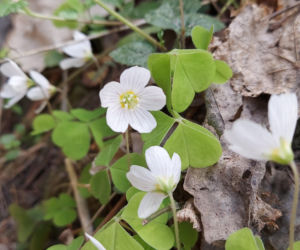 52. Rajd Spotkanie z wiosną