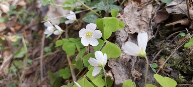 52. Rajd Spotkanie z wiosną