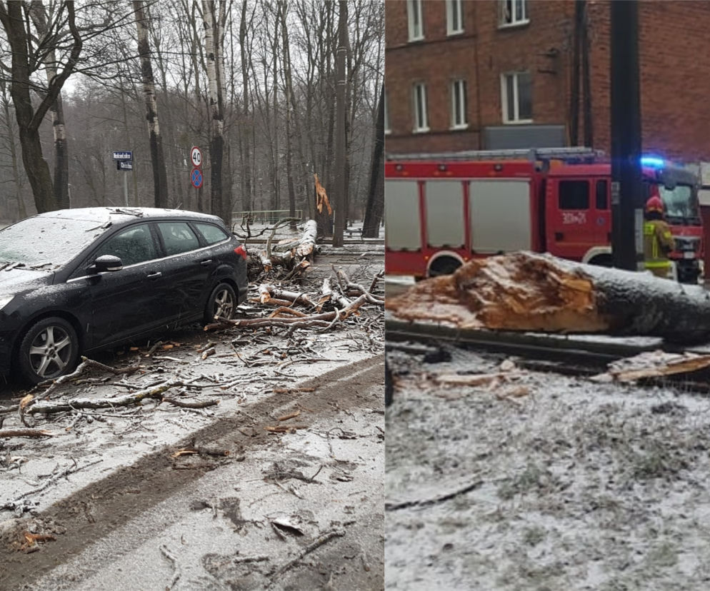 Wichura łamała drzewa jak zapałki! Kilkadziesiąt interwencji strażaków w Bydgoszczy i regionie